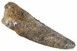 Fossil Spinosaurus Tooth - Real Dinosaur Tooth #367938-1